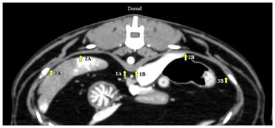 Computed tomographic diaphragmatic thickness: a promising method for the evaluation of diaphragmatic muscle in cardiopulmonary diseased cats